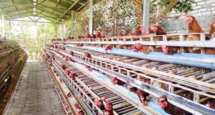 Cara membuat kandang ayam dari kayu bulat