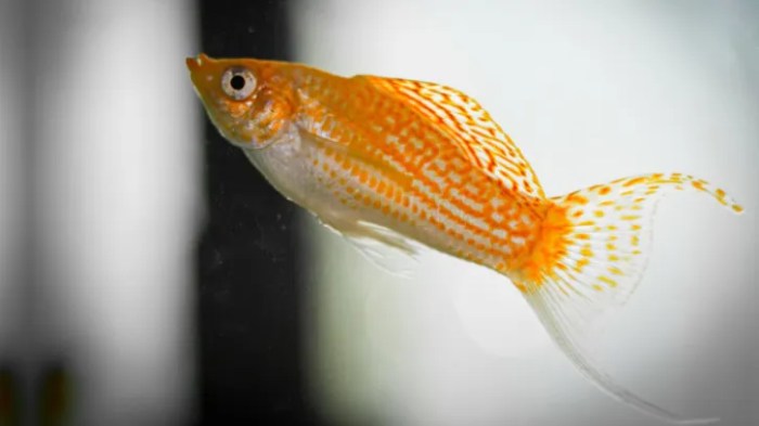 Cara membuat green water dengan ikan molly