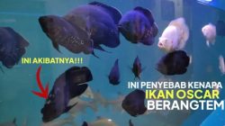 Cara agar ikan oscar mau makan pelet