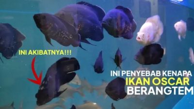 Cara Agar Ikan Oscar Mau Makan Pelet: Panduan Lengkap