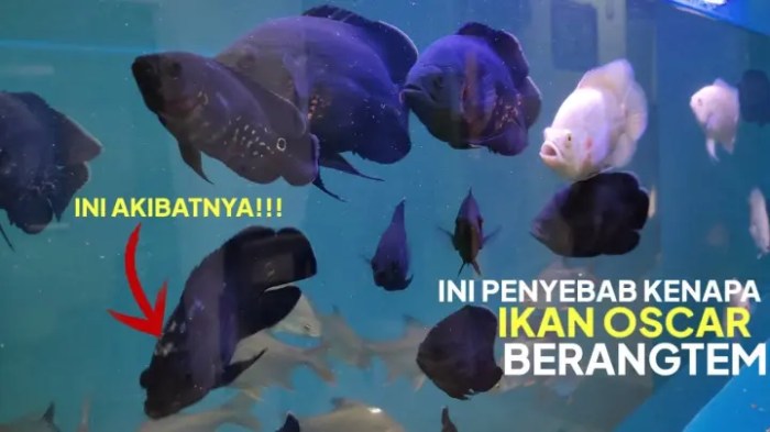 Cara agar ikan oscar mau makan pelet