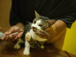 Cara Menghilangkan Kutu Kucing Kecil: Panduan Lengkap