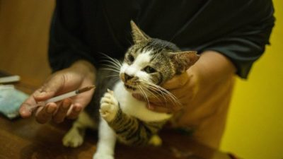 Cara menghilangkan kutu kucing kecil