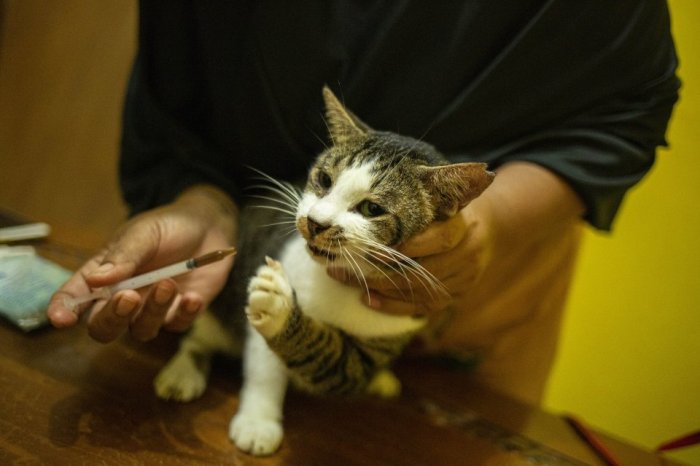 Cara menghilangkan kutu kucing kecil
