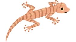 Cara Memancing Tokek Keluar dari Sarang: Panduan Lengkap