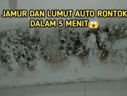 Cara Mudah Membersihkan Tembok Berlumut Agar Kinclong