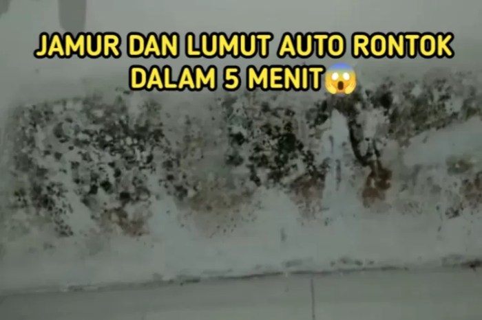 Cara membersihkan tembok berlumut