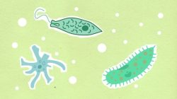 Protozoa Bereproduksi dengan Cara Beragam