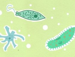 Protozoa Bereproduksi dengan Cara Beragam