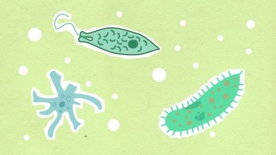 Protozoa Bereproduksi dengan Cara Beragam