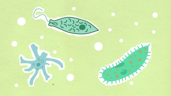 Protozoa bereproduksi dengan cara