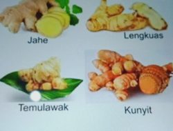 Cara Perbanyakan Jahe: Panduan Lengkap