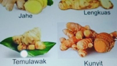 Jahe cara berkembang biak