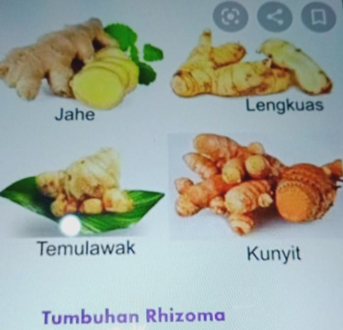 Jahe cara berkembang biak