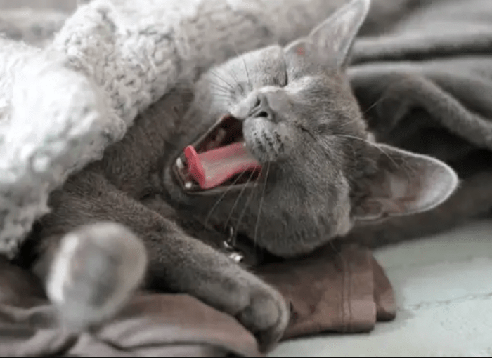 Cara agar kucing tidak hamil tanpa steril