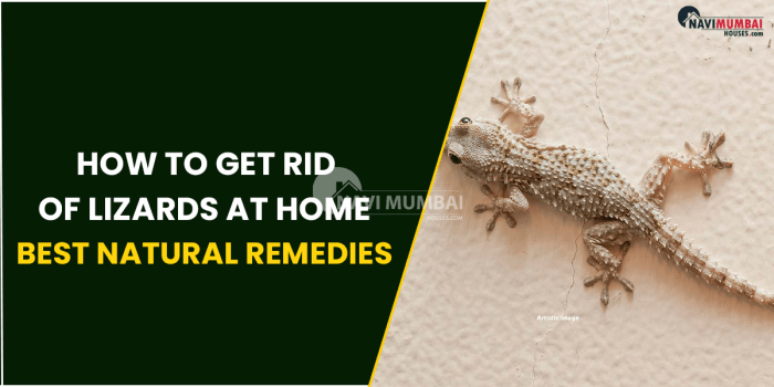 Cara mengusir biawak dari rumah