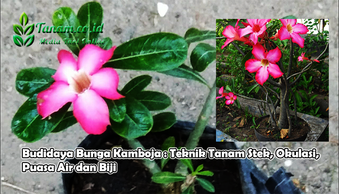 Kamboja berkembang biak dengan cara