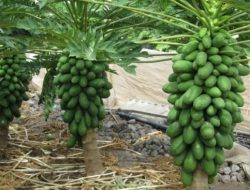 Cara Menyemai Bibit Pepaya California: Panduan Lengkap untuk Pemula