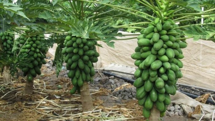 Cara menyemai bibit pepaya california