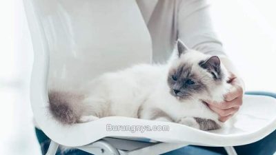 Cara agar kucing tidak hamil tanpa steril