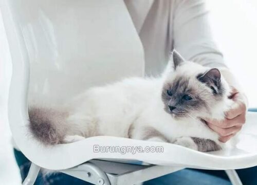 Cara Mencegah Kehamilan Kucing Tanpa Sterilisasi