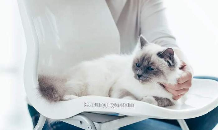Cara agar kucing tidak hamil tanpa steril