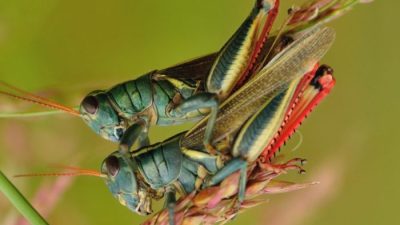 Belalang berkembang biak dengan cara