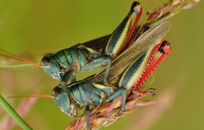 Belalang berkembang biak dengan cara
