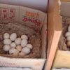 Cara Bikin Tempat Bertelur Ayam yang Nyaman dan Produktif