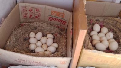 Cara bikin tempat bertelur ayam