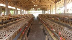 Cara Membuat Kandang Ayam dari Kayu Bulat: Panduan Lengkap