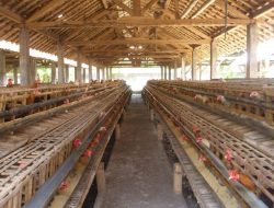 Cara Membuat Kandang Ayam dari Kayu Bulat: Panduan Lengkap