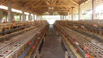 Cara Membuat Kandang Ayam dari Kayu Bulat: Panduan Lengkap