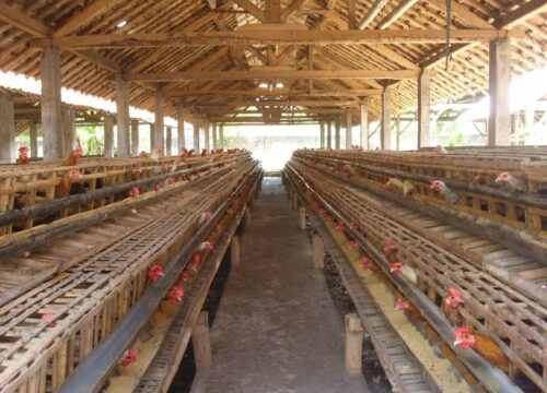 Cara Membuat Kandang Ayam dari Kayu Bulat: Panduan Lengkap