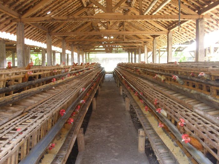 Kandang ayam petelur cara sederhana kerangka