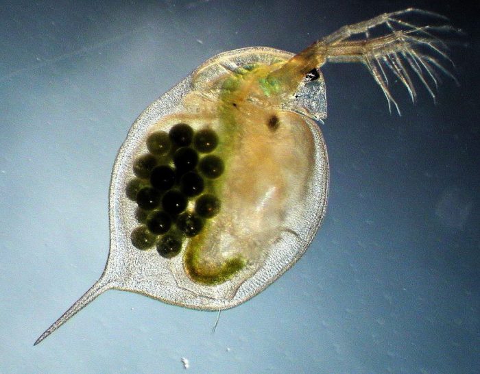 Cara memberi makan daphnia magna
