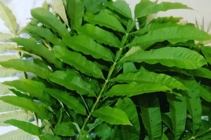 Cara minum daun sungkai