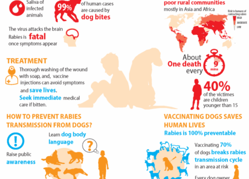 Penularan Rabies dari Manusia ke Manusia: Cara Penyebaran Virus Mematikan