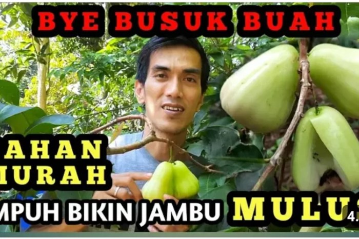 Cara membuat deli cool