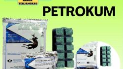 Cara kerja racun tikus petrokum