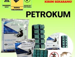 Cara Kerja Racun Tikus Petrokum: Memahami Mekanisme dan Dampaknya
