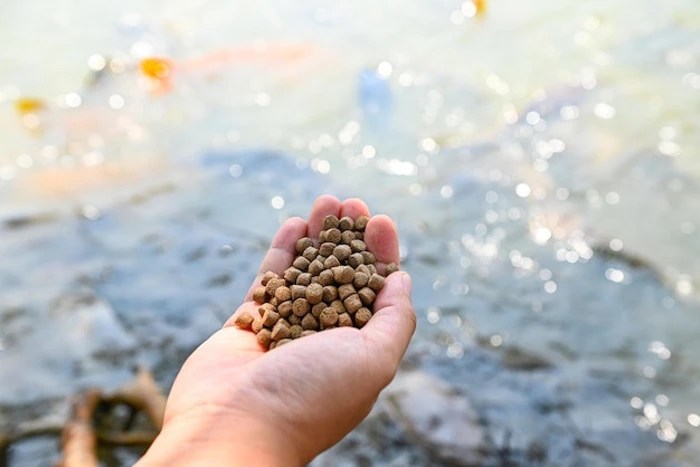 Cara agar ikan oscar mau makan pelet