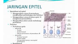 Cara mengobati sel epitel