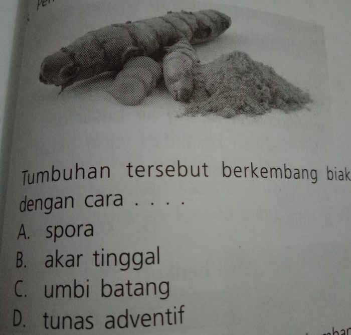 Jahe cara berkembang biak