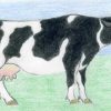 Cara Menggambar Sapi dengan Pensil: Panduan Langkah demi Langkah