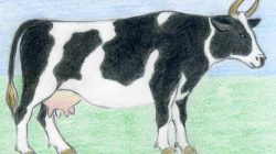 Cara Menggambar Sapi dengan Pensil: Panduan Langkah demi Langkah