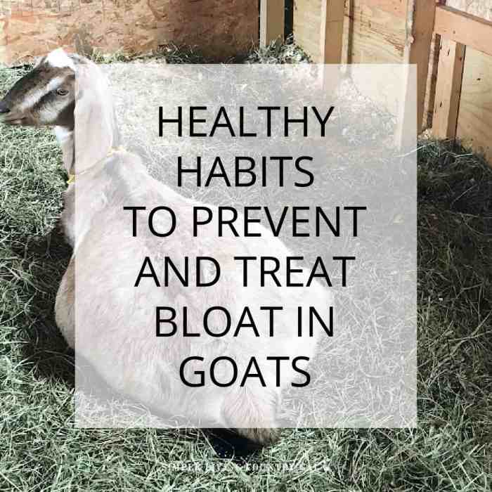 Cara cepat mengobati kambing kembung