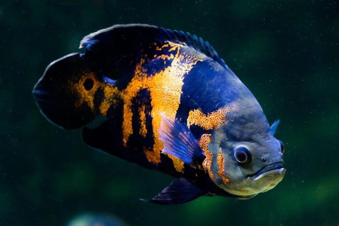 Cara agar ikan oscar mau makan pelet