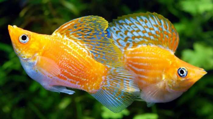 Cara membuat green water dengan ikan molly