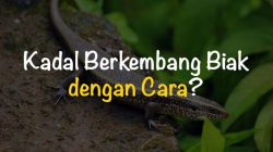 Kedelai: Berkembang Biak dengan Biji dan Beragam Teknik